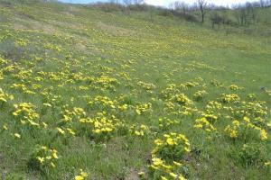 Cindróka virágzása a csitári domboldalon