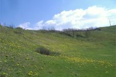 DSCF0806