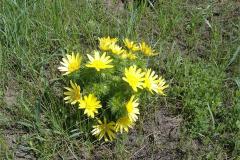 DSCF0809