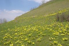 DSCF0812